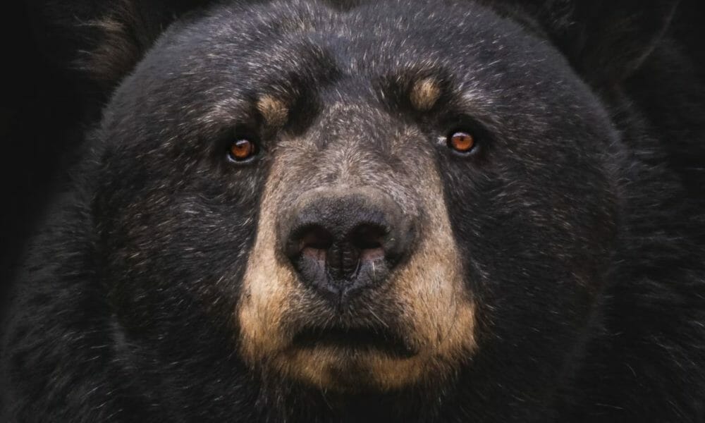 A Massive 500-Pound Bear Sparks Fear in California - Schtic.com